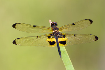 Rhyothemis phyllis dragonfly in Thailand