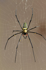 Large golden-orb web spider, Nephila Pilipes, in its web