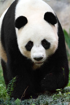 Fototapeta Close up portrait of a giant panda (Ailuropoda melanoleuca)