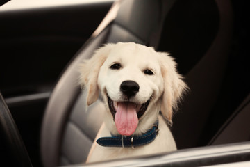 Cute Labrador retriever dog in car