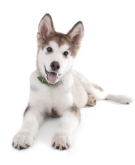 Cute Malamute puppy lying isolated on white