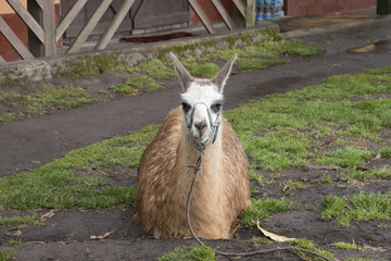 animali e fiori ecuador