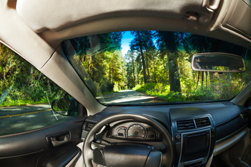 View inside the car with forest of Redwood outside