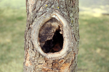 Naklejka premium Tree hollow close up