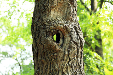 Obraz premium Tree hollow close up