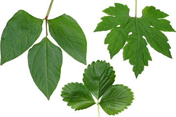 Leaf Set
