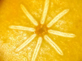 texture detalis on back lit kaki persimmon fruit 