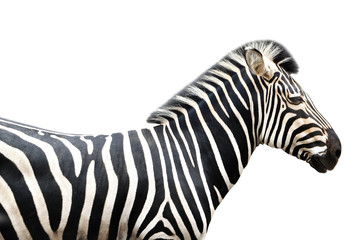 Fototapeta na wymiar Side view of zebra outdoors