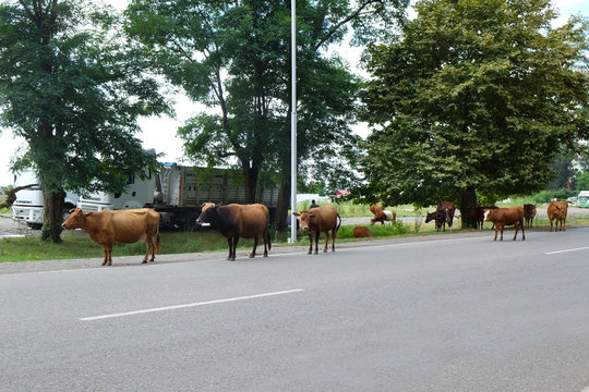 Paddock livestock on road