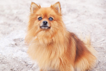 Pretty dog on the beach