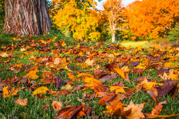 Colorful autumn leaves in a park