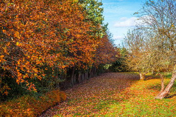 Colorful trees in a garden in the autumn
