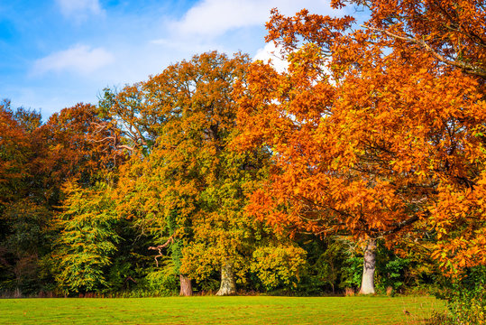 Trees in autumn colors in a park