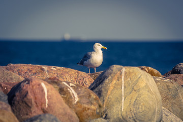 Seagull standing on big rocks