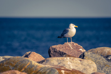 Seagull standing on big stones