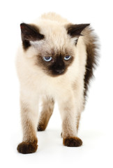 Kitten on a white background