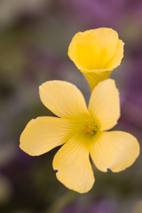 Fototapeta na wymiar Yellow flowers of clower plants