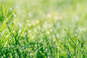 Dew in green grass