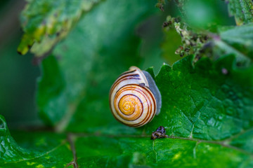 Common snail on a green leaf