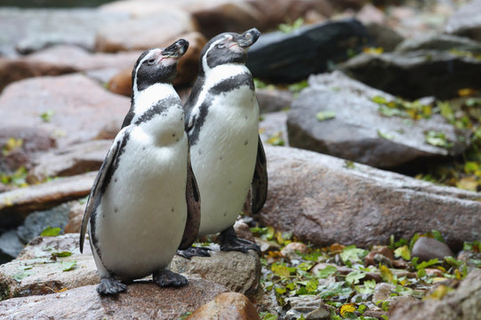 Pinguinpaar