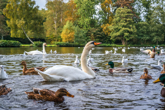 Swans and ducks in the water