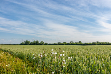 1945 Landwirtschaft & Ernte