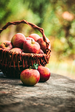 Freshly harvested apples