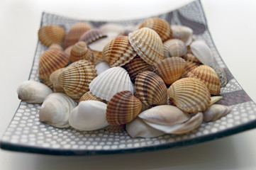 Shells