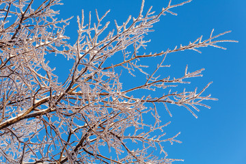 Frozen Tree after Icy Rain