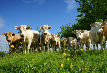 Animal ferme 131