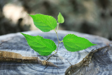 Beautiful seedling growing in the center trunk as a concept of new life