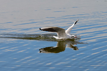 Atterrissage de mouette
