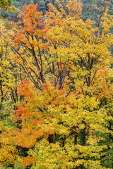 Fototapeta premium Herbstliche Fototapete