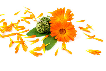 Calendula flower, marigold