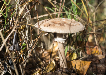 Parasol mushroom (Macrolepiota procera or Lepiota procera) in the autumn forest