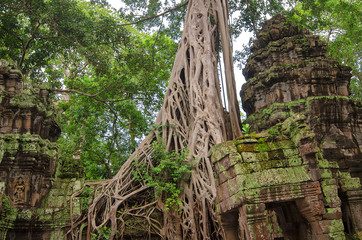 Fototapeta premium Trees in ruin Ta Prohm, part of Khmer temple complex, Asia. Siem Reap, Cambodia. Ancient Khmer architecture in jungle.