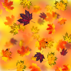 Plakat Maple leaves background