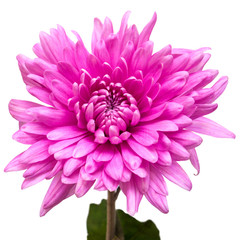 Light pink chrysanthemum flower