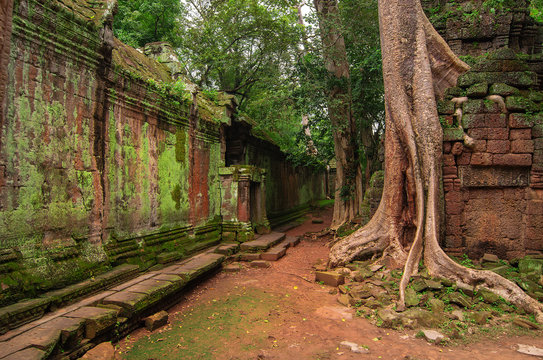 Trees in ruin Ta Prohm, part of Khmer temple complex, Asia. Siem Reap, Cambodia. Ancient Khmer architecture in jungle.