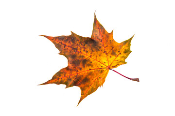 Autumn maple leaf isolated on white background