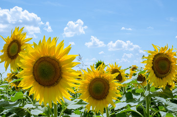 Sunflowers on a field. Beautiful sky with clouds in the background
