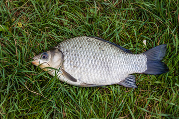 Small fish on grass