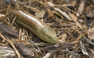 Legless Lizard (Pseudopus apodus)