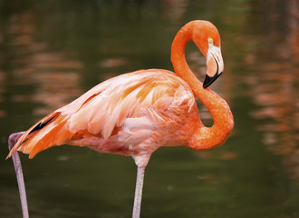 American Flamingo (Phoenicopterus ruber)