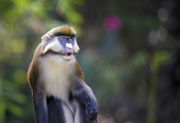 Lesser spot-nosed monkey (Cercopithecus petaurista)