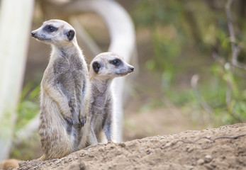 Two Meerkats (Suricata suricatta)