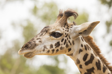 Masai Giraffe (Giraffa camelopardalis tippelskirchi)