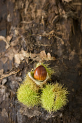 Sweet Chestnuts on a Log