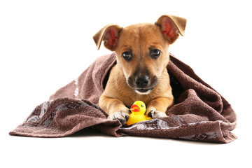 Puppy with towel and toy duck isolated on white