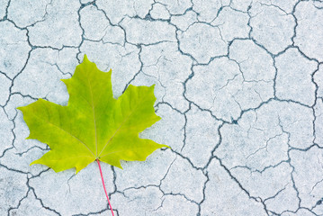 Maple leaf on cracked road